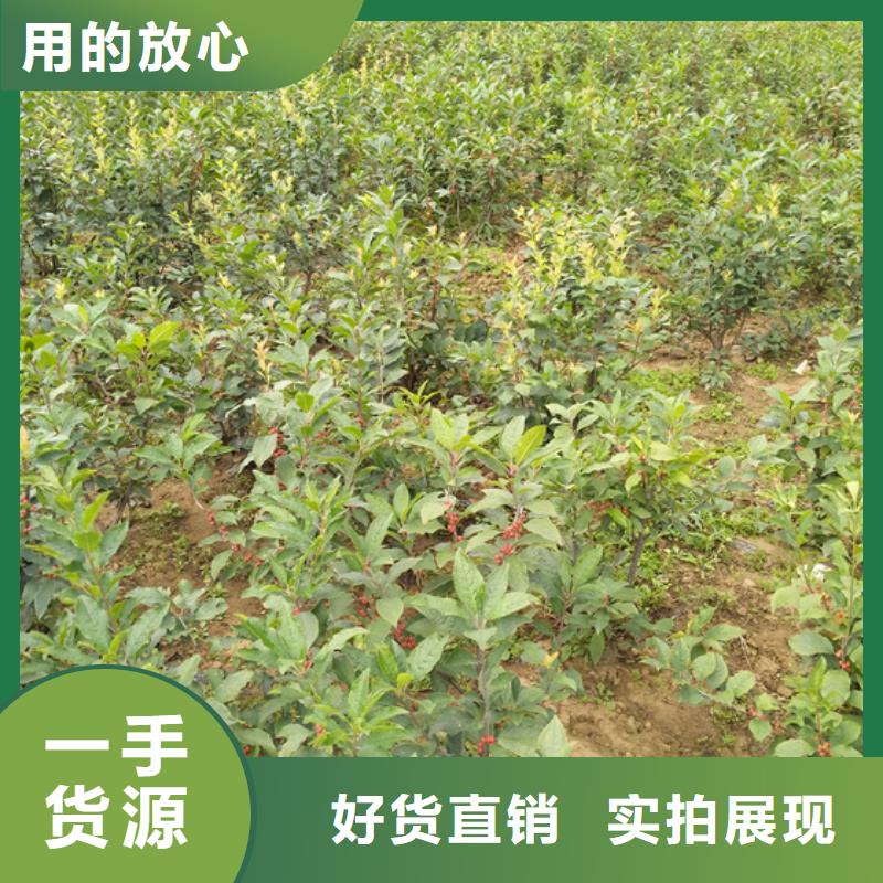 北美冬青_西瓜苗采購(gòu)