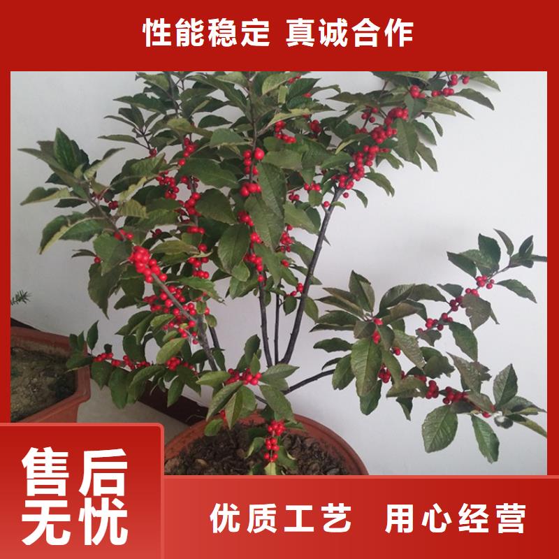 北美冬青蘋果苗嚴(yán)選好貨