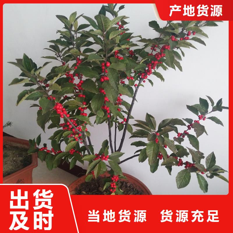 北美冬青_桃树苗细节决定成败