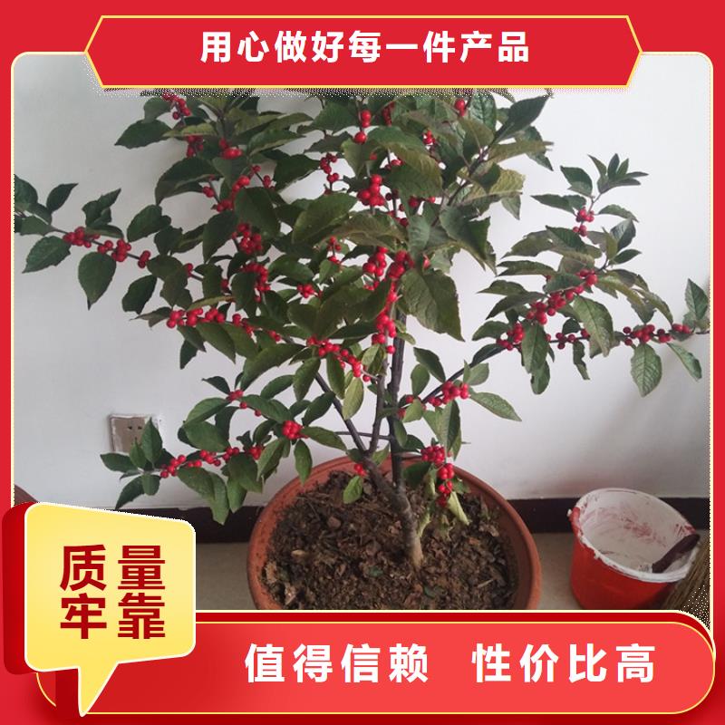 北美冬青_桃树苗细节决定成败