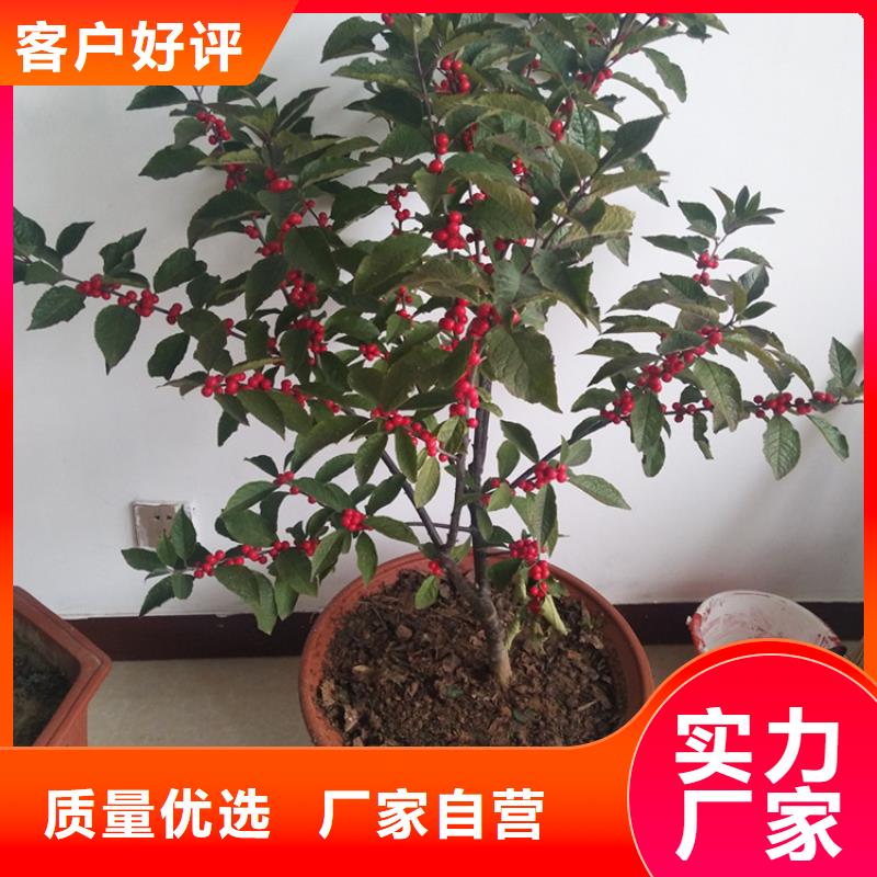 北美冬青蘋果苗嚴(yán)選好貨