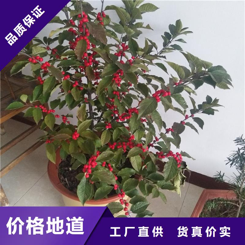 北美冬青3公分软籽石榴苗产地源头好货
