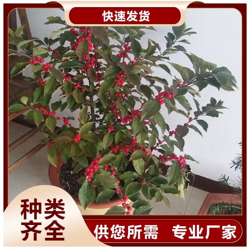 北美冬青蘋果苗嚴(yán)選好貨