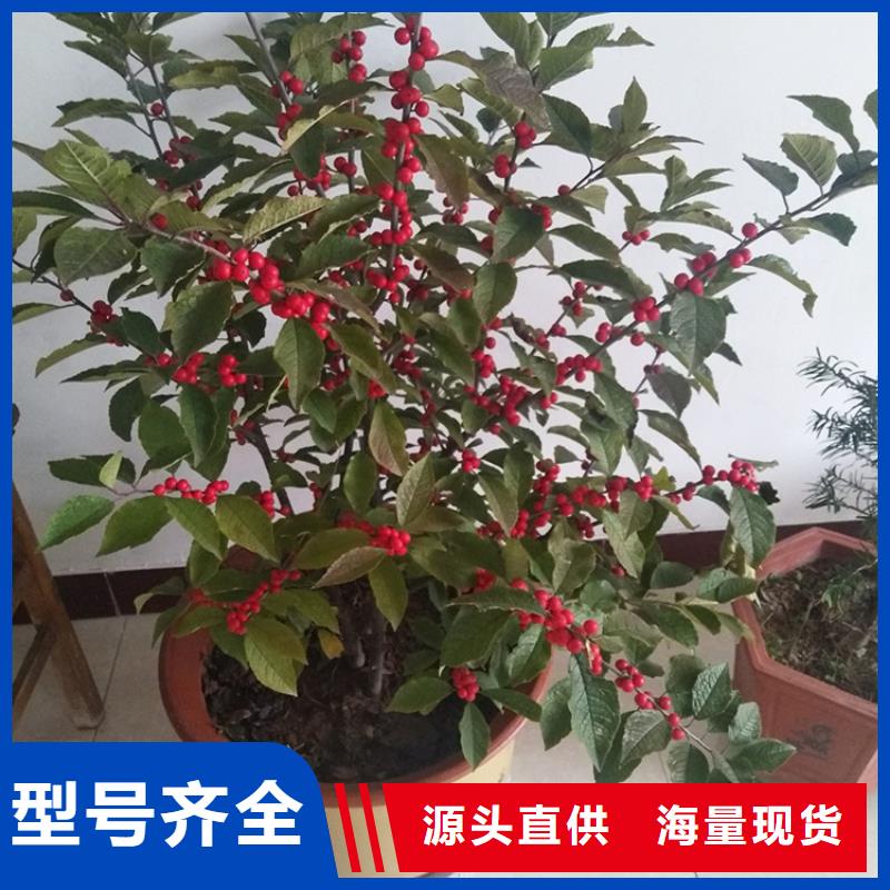 北美冬青蘋果苗嚴(yán)選好貨