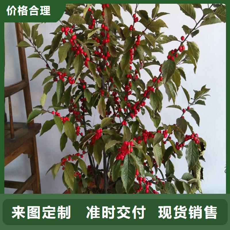 北美冬青蘋果苗嚴(yán)選好貨