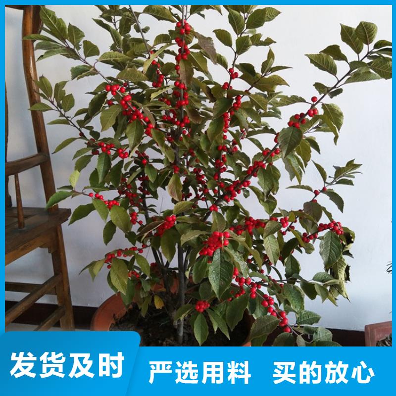 北美冬青梨树苗安装简单