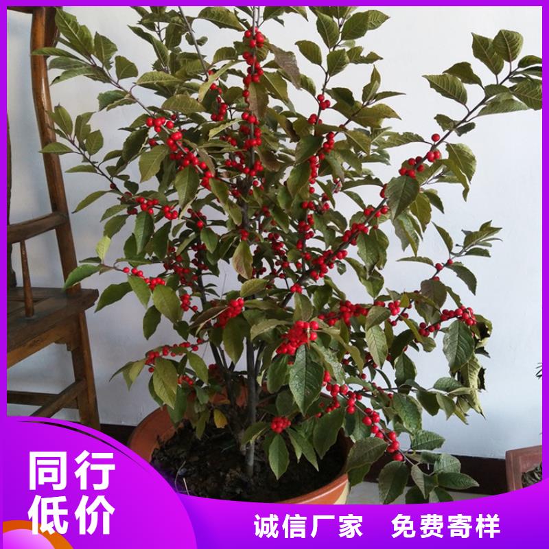北美冬青蘋果苗嚴(yán)選好貨