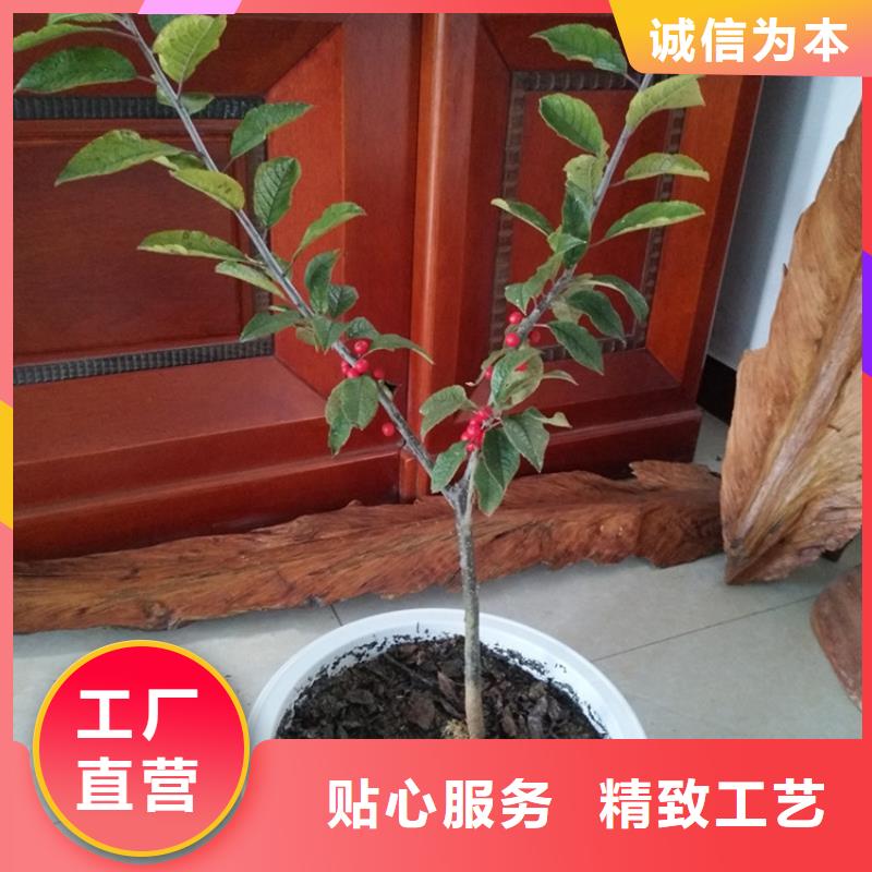 北美冬青梨树苗安装简单