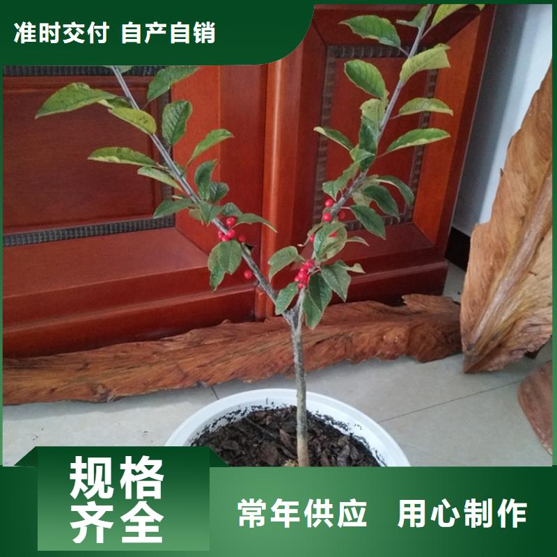 北美冬青蘋果苗嚴(yán)選好貨