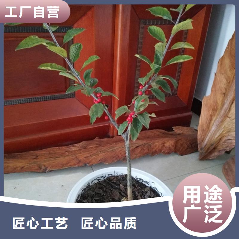 北美冬青蘋果苗發(fā)貨迅速