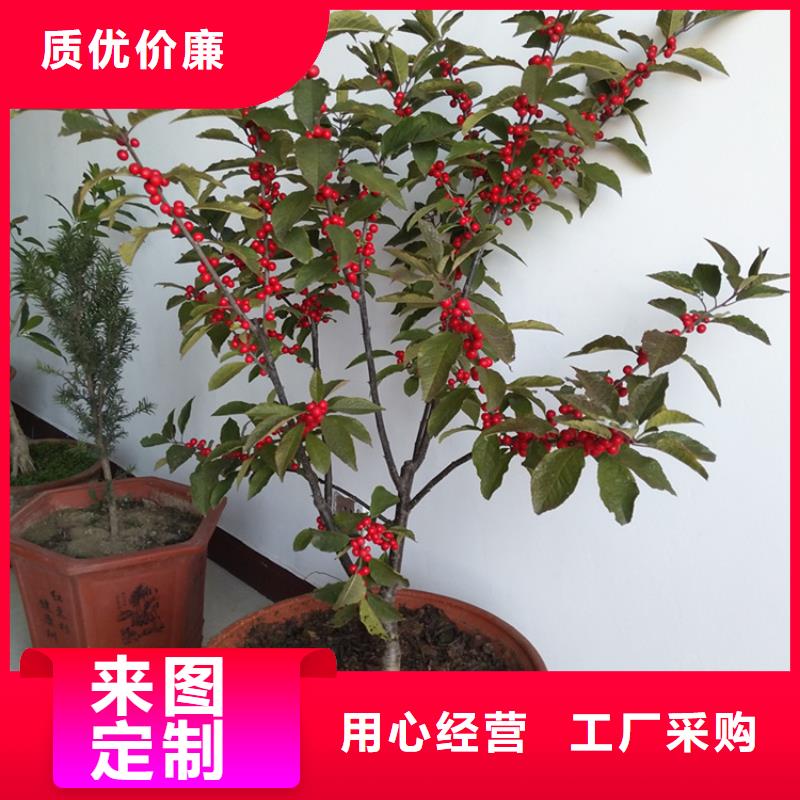 北美冬青梨树苗安装简单