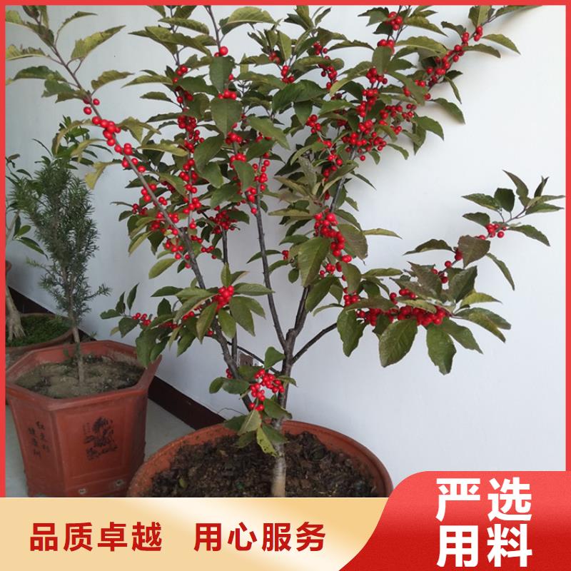 北美冬青蘋果苗嚴(yán)選好貨