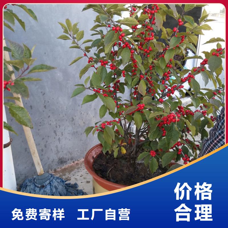 北美冬青_西瓜苗采購(gòu)