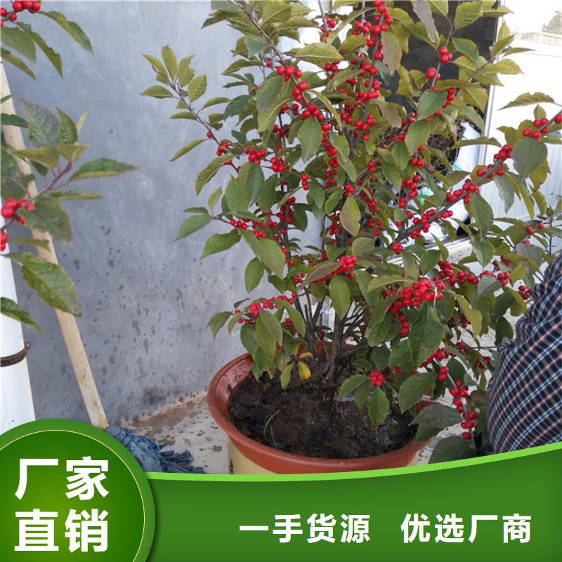北美冬青蘋果苗嚴(yán)選好貨