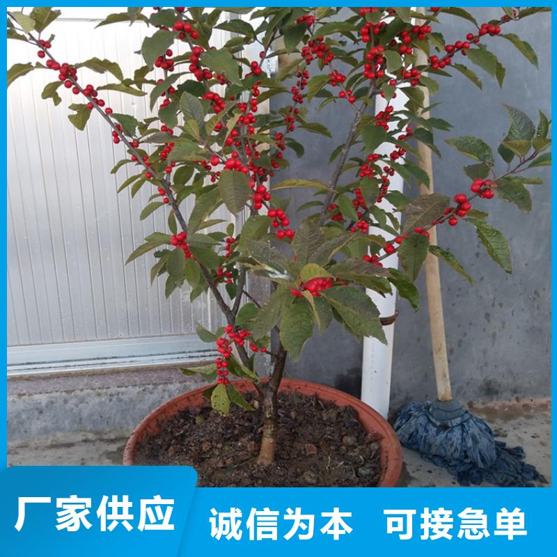 北美冬青_西瓜苗采購(gòu)