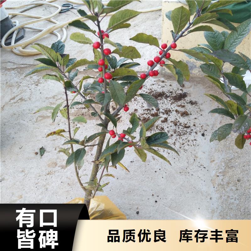 北美冬青_西瓜苗采購(gòu)