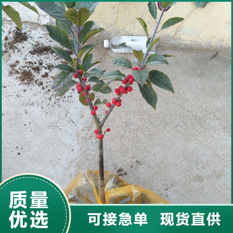北美冬青_桃树苗细节决定成败