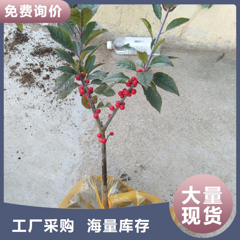 北美冬青_西瓜苗采購(gòu)
