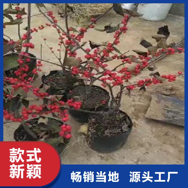 北美冬青蘋果苗嚴(yán)選好貨