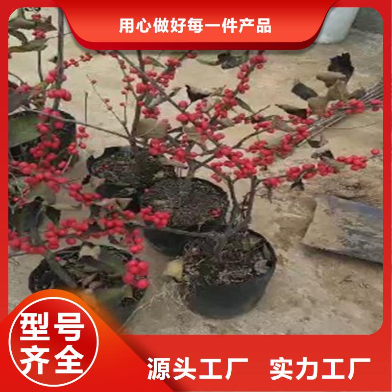 北美冬青_西瓜苗采購(gòu)