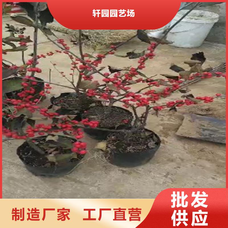 北美冬青_西瓜苗采購(gòu)