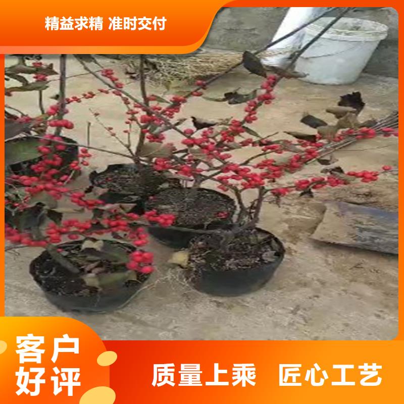 北美冬青梨樹苗安裝簡單