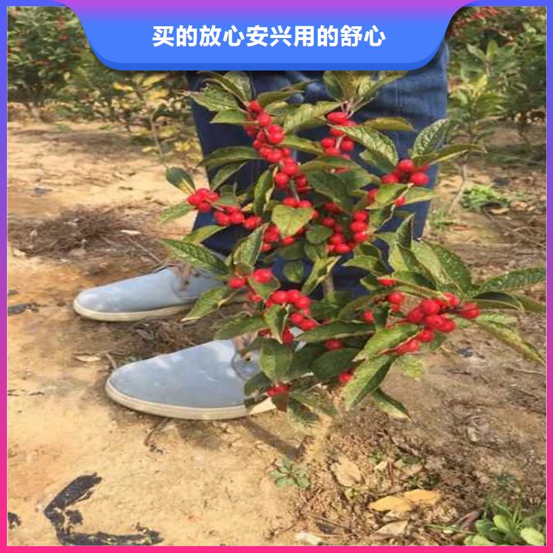 北美冬青蘋果苗嚴(yán)選好貨