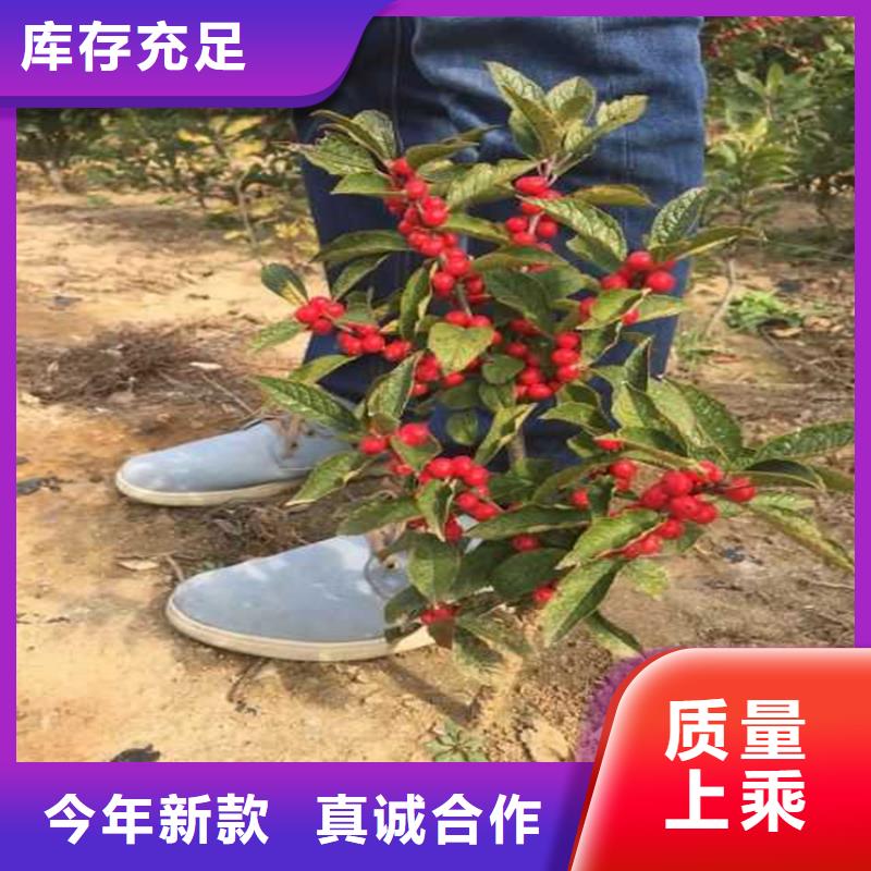 北美冬青3公分软籽石榴苗产地源头好货