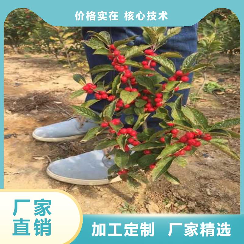 北美冬青_西瓜苗采購(gòu)