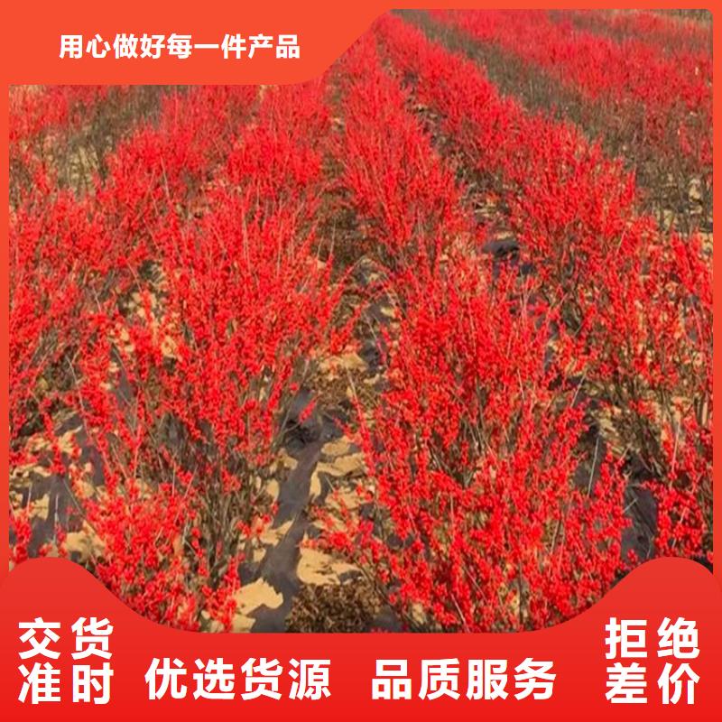 北美冬青_西瓜苗采購(gòu)