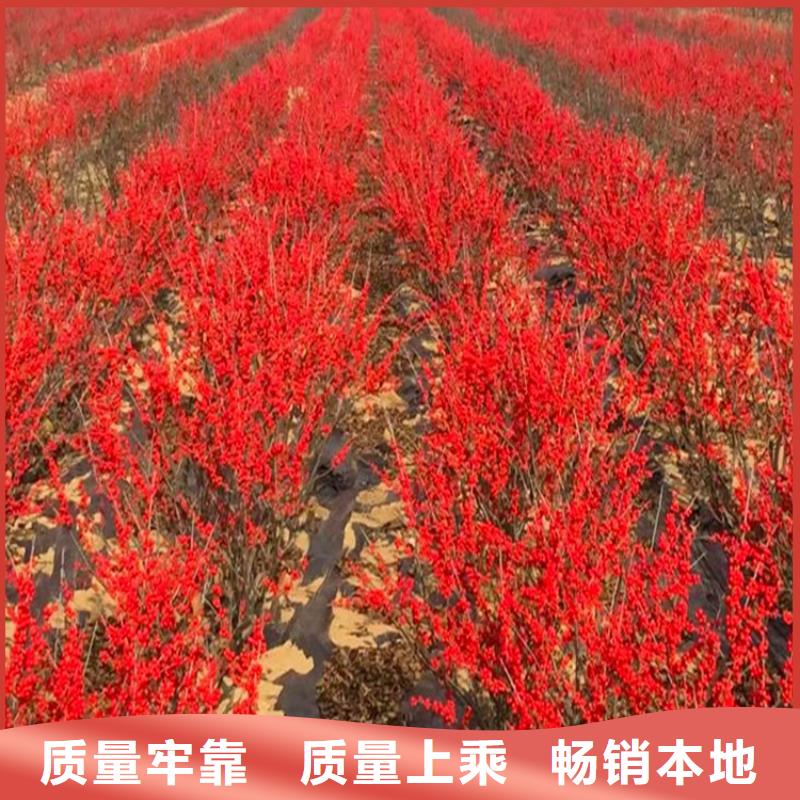 北美冬青梨樹苗安裝簡單