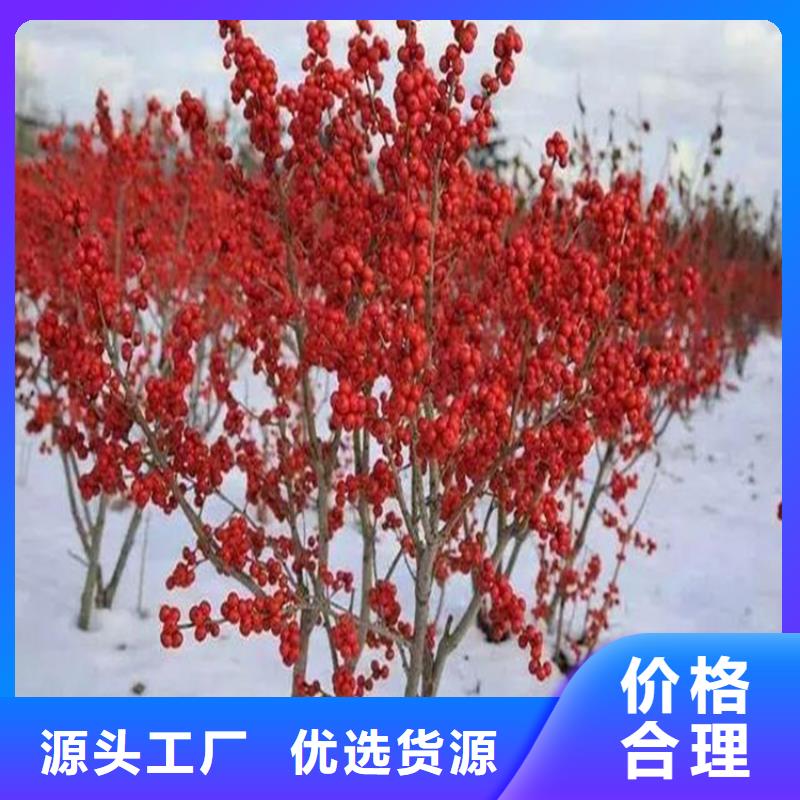 北美冬青_桃树苗细节决定成败