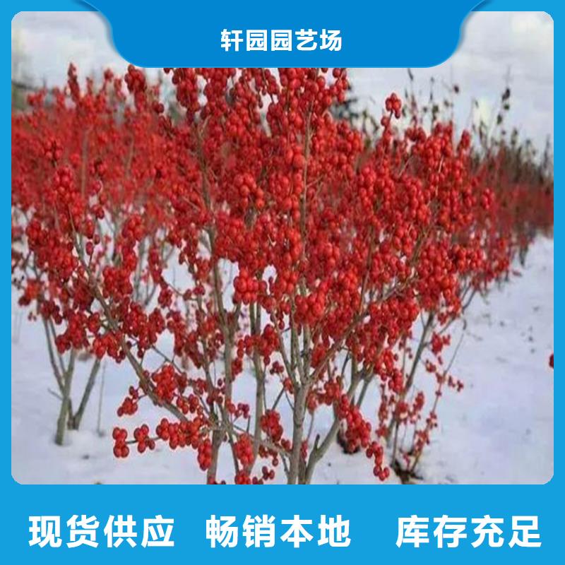 北美冬青_西瓜苗采購(gòu)