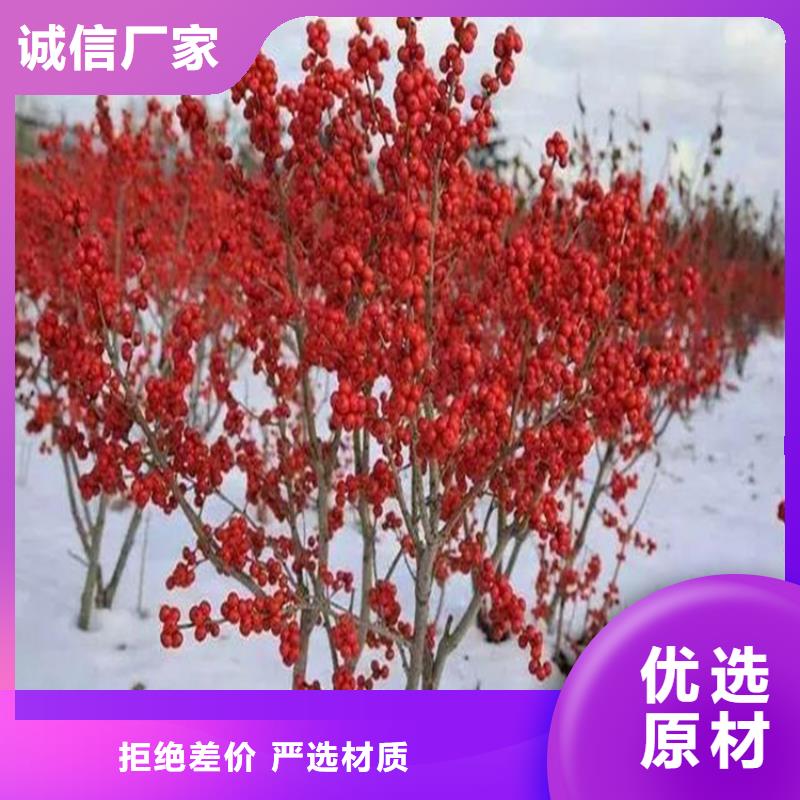 北美冬青蘋果苗嚴(yán)選好貨