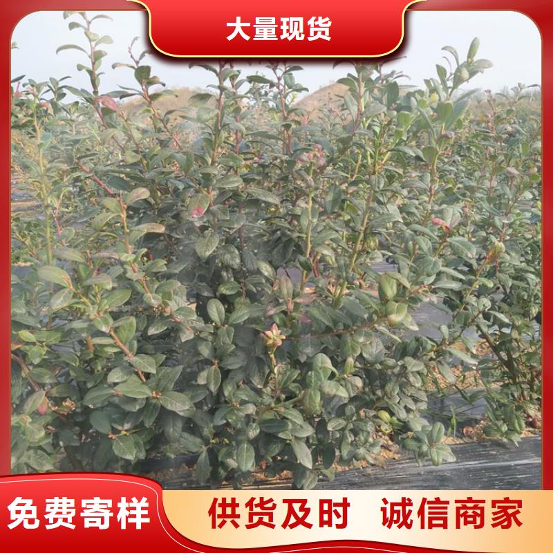 蓝莓苗石榴树应用范围广泛