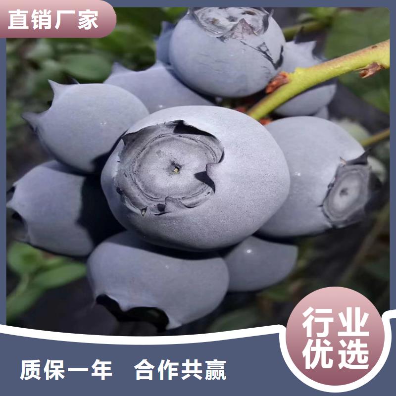 藍(lán)莓苗石榴樹應(yīng)用范圍廣泛