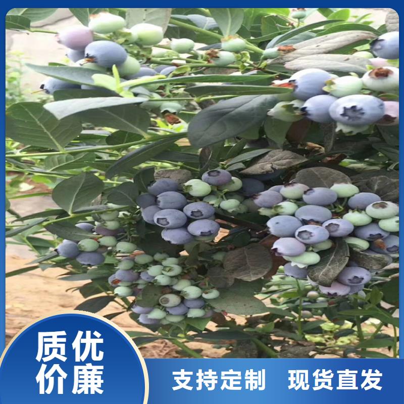 藍(lán)莓苗櫻桃苗匠心制造