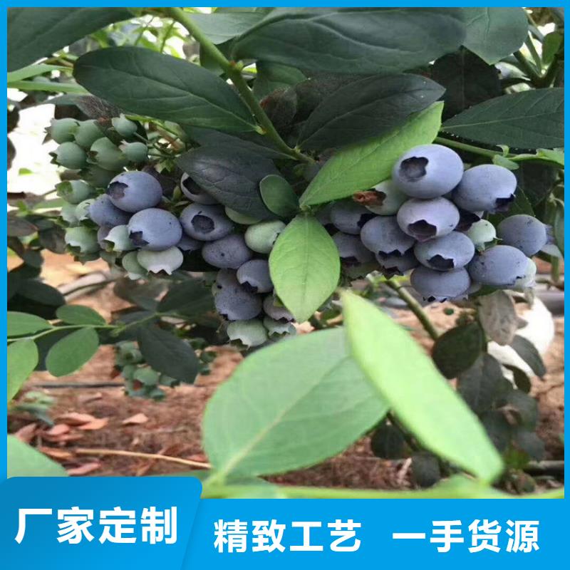 藍(lán)莓苗石榴樹應(yīng)用范圍廣泛