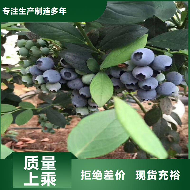 蓝莓苗樱桃苗高品质诚信厂家