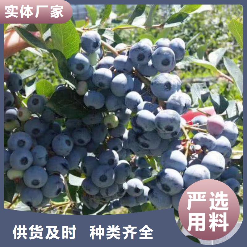 藍(lán)莓苗石榴樹應(yīng)用范圍廣泛