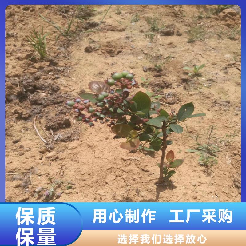 藍(lán)莓苗蘋果苗多種款式可隨心選擇