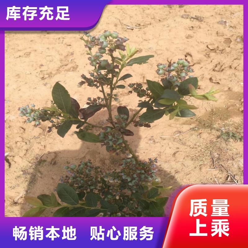 蓝莓苗_无花果苗生产安装