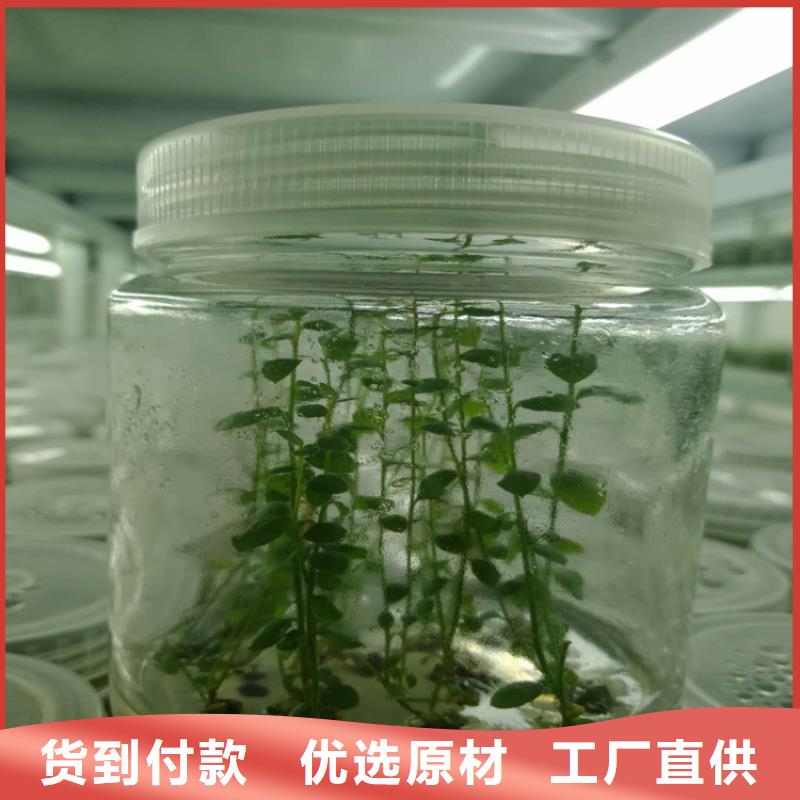 藍(lán)莓苗-櫻桃苗品質(zhì)服務(wù)誠(chéng)信為本