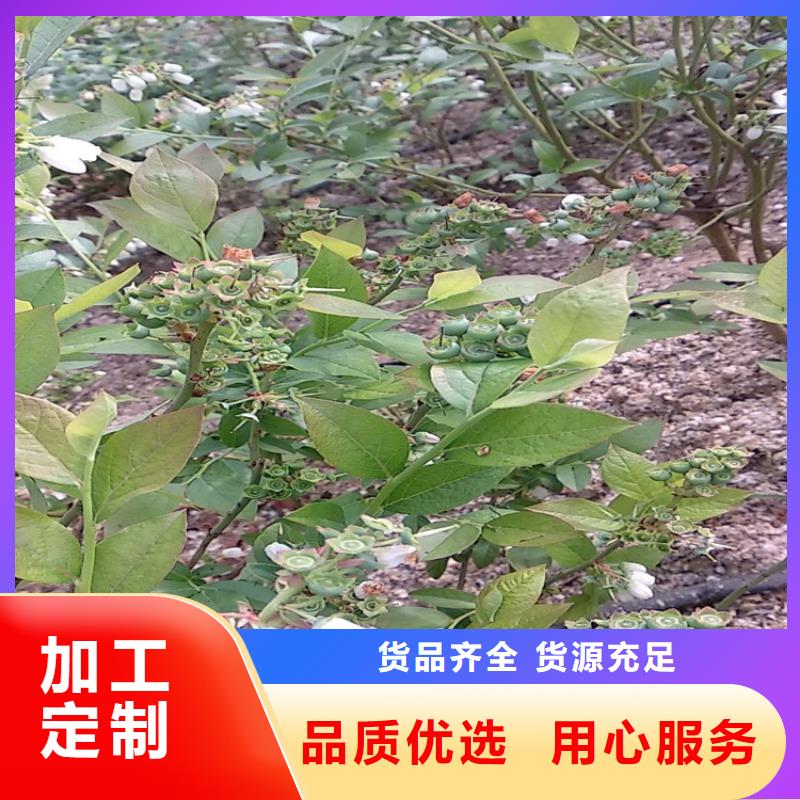 藍(lán)莓苗石榴樹應(yīng)用范圍廣泛