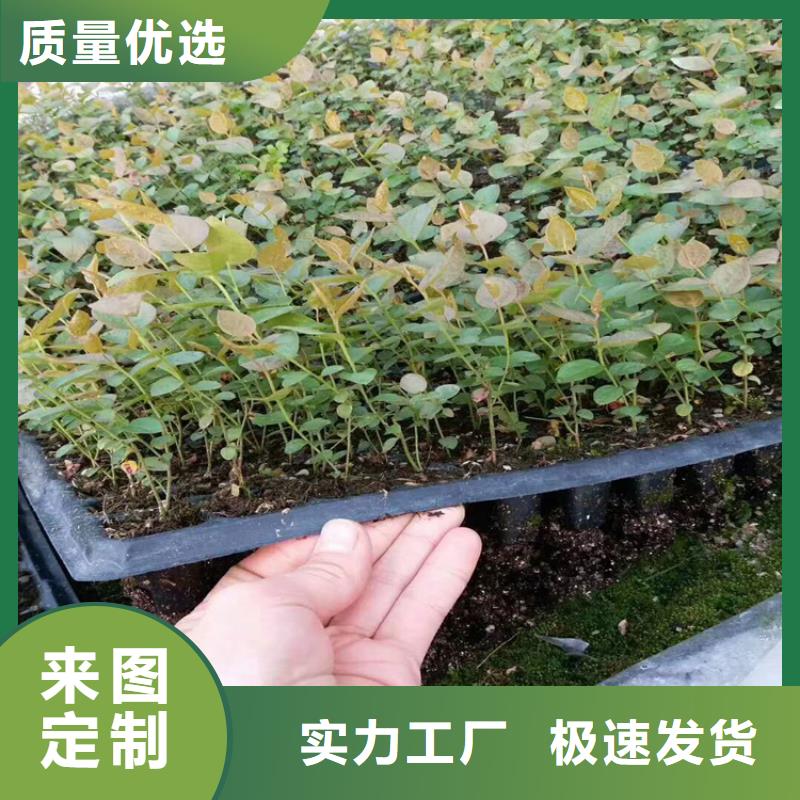 藍(lán)莓苗蘋果苗價格合理