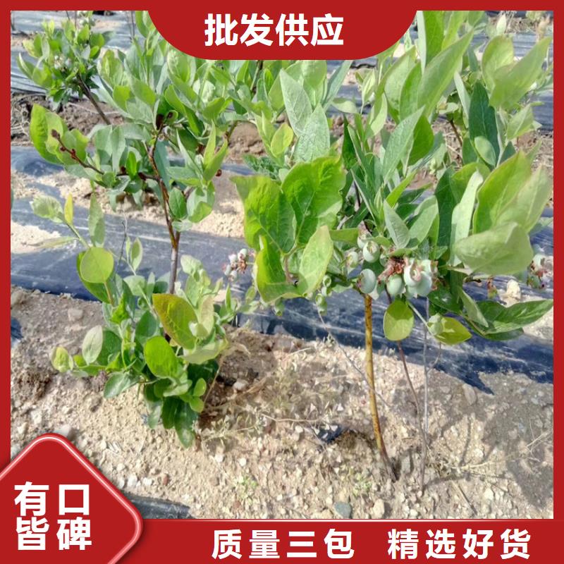 藍(lán)莓苗蘋果苗價格合理