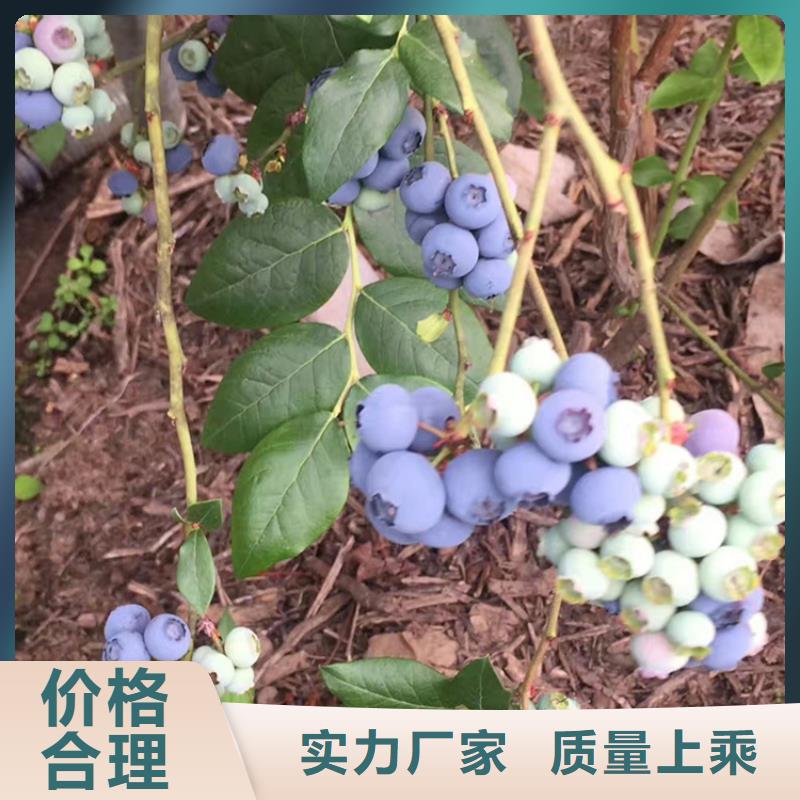 蓝莓苗石榴树应用范围广泛