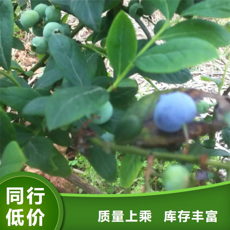 藍(lán)莓苗梨樹(shù)苗主推產(chǎn)品