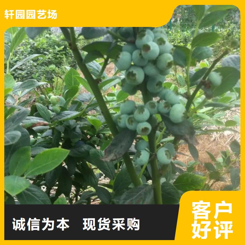藍莓苗石榴樹應用范圍廣泛