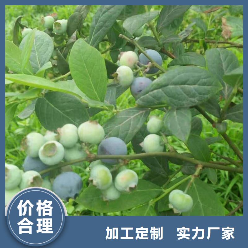 藍(lán)莓苗石榴樹(shù)應(yīng)用范圍廣泛